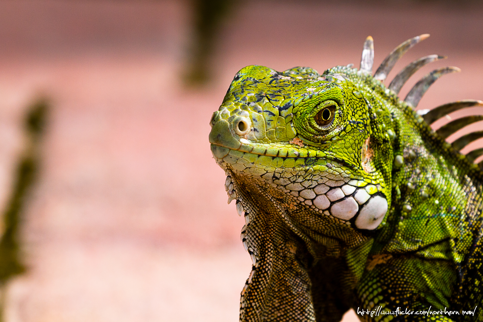 Iguanas can be found all over Aruba