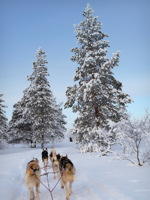 Take a husky ride in Swedish Lapland