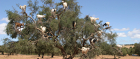 Last year's winning shot depicts Moroccan goats relaxing in a tree