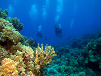 See Maui's marine wildlife 