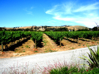 McLaren Vale is renowned for producing quality Australian wine