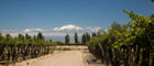 Vines grow in the shadow of the Andes in Mendoza
