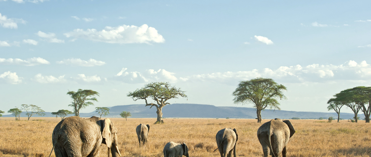 Most tourists visit Tanzania for the wildlife and scenery