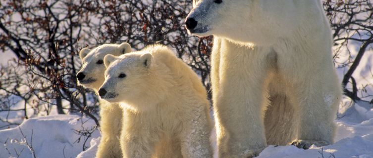 Mums and cubs can be spotted frolicking in the snow