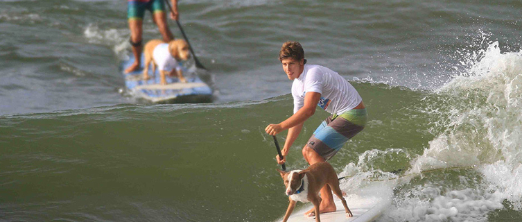 Nothing to see here, just a dog masterfully riding a surfboard