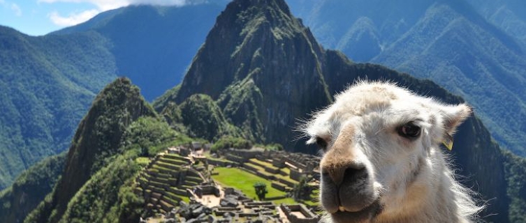 Only llamas and locals knew of Machu Picchu until 1911