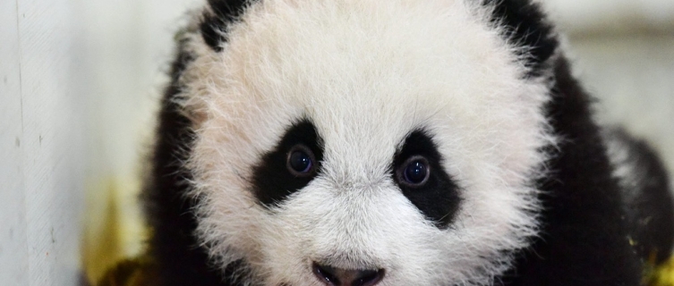 Panda is native to south central China.