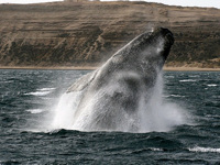 Southern right whales spectacle in South Africa