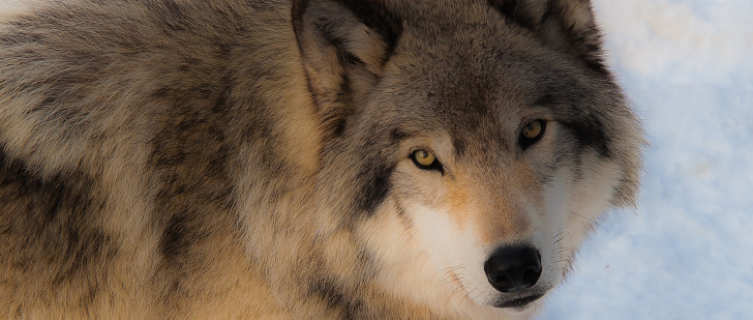 Study these magnificent beasts in the Carpathian Mountains