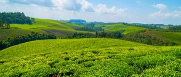 Tea plantation in Rwanda