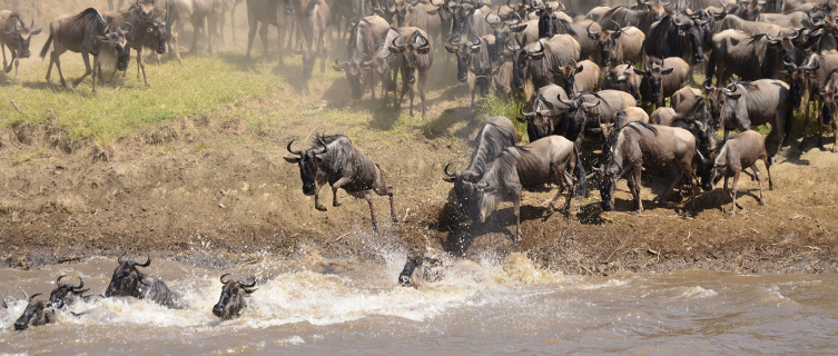 The Great Migration across Kenya is an amazing sight