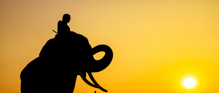 The Indian elephant is indigenous to western Thailand