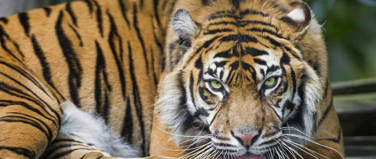 The Sumatran Tiger is critically endangered