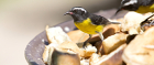 The bananaquit bird can be found on these twin islands
