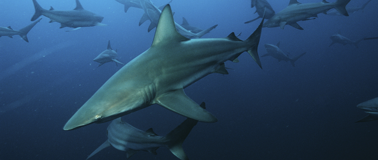 The migration means onlookers can see timid blacktips up close