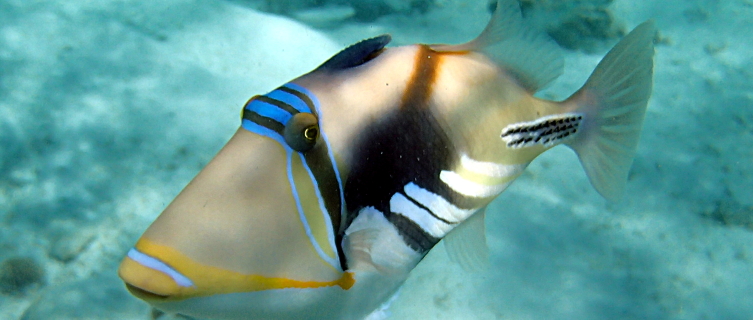 The strikingly handsome Picasso triggerfish