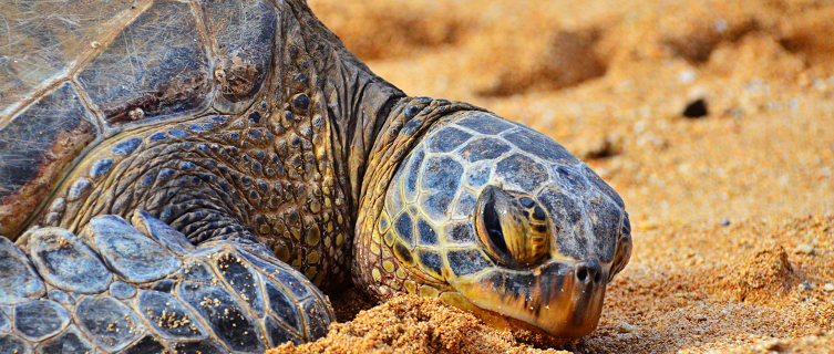 Turtles lay their eggs on the beaches of Veracruz
