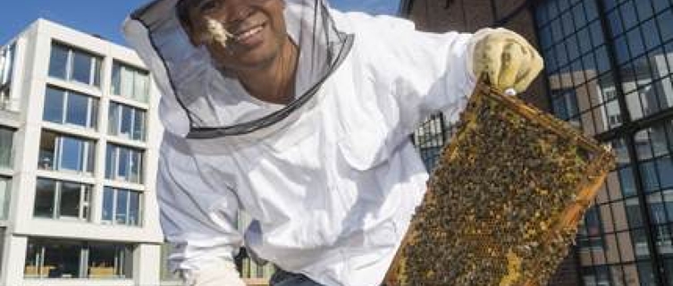 Urban beekeeping in Vulkan, a new eco-friendly neighborhood