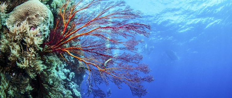 Vibrant Gorgonian coral on the reefs of Palau
