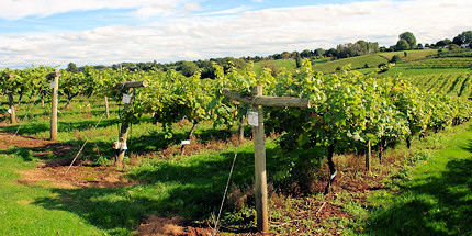 Take a meandering walk amongst the vines