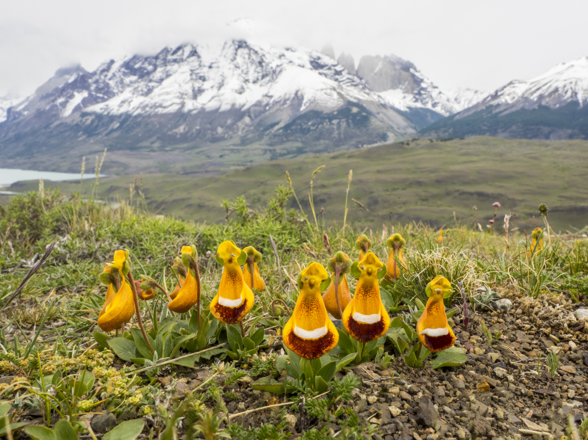 Virgin's slipper flower found in Patagonia