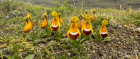 Virgin's slipper flower found in Patagonia 