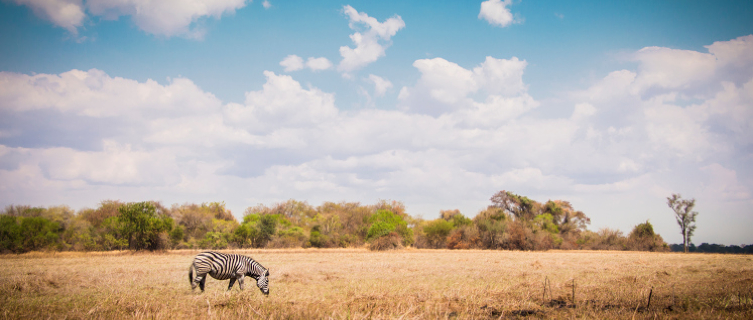 Volunteers can help restore Malawi's biodiverse ecosystems