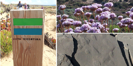 Wild flowers and ancient elephant footprints on the Rota Vicentina