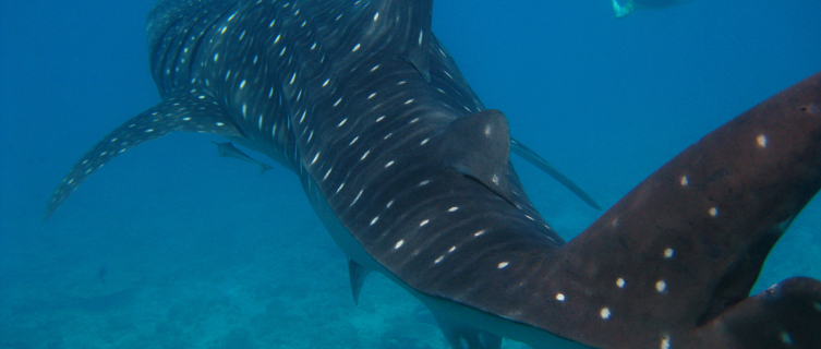 Whale sharks can grow up to 14m (45ft) in length