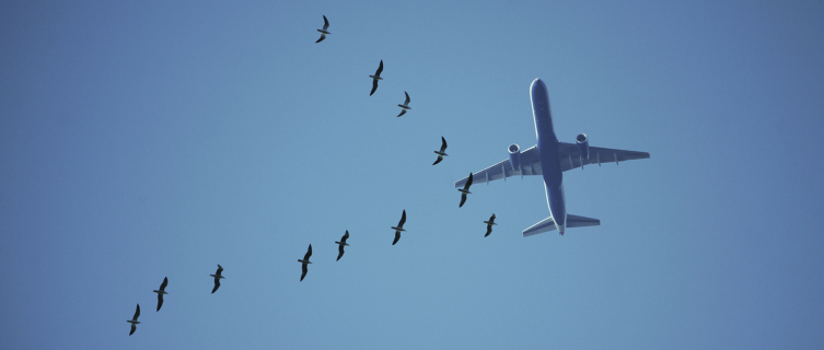 What's the best way to scare birds from airport runways?
