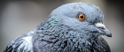 What weird thing will London's pigeons soon be wearing?