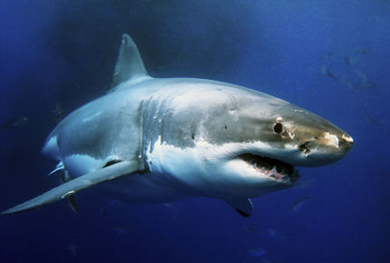 June is a prime time for cage diving with great white sharks