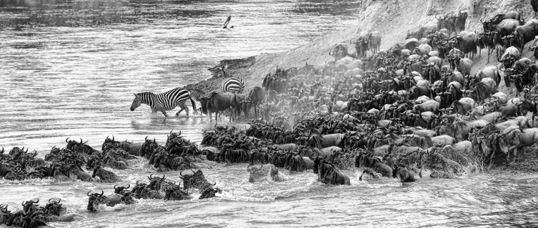 Wildebeest cross the Maasai Mara during the Great Migration