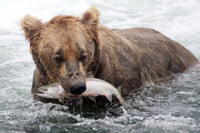 Brown bears in Alaska