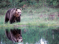 Go bear watching in the forest