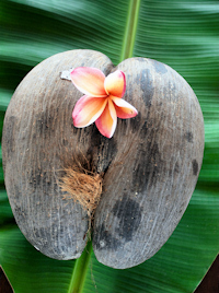 Coco de mer only grows in two places on earth
