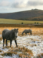 Wild horses in Dartmoor live long in the memory 