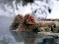 Snow monkeys © JNTO