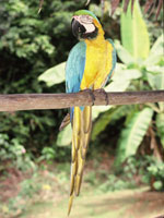 Macaw