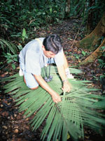 Weaving palm leaves for a jungle shelter