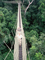 The canopy walkway