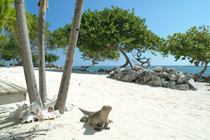 Iguana lurking on the beach