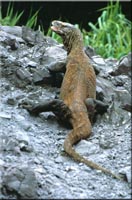 Komodo Dragon © www.komodo-gateway.org