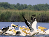 Romanian birdlife © Romania National Tourist Office