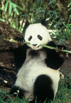 Giant Panda at the San Diego Zoo © San Diego Zoo