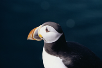 Puffin © Icelandic Tourist Board