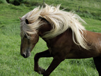 Iceland horse © Ragnar Th Sigurðsson