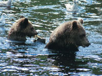 Grizzly bears © Tourism BC