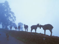 Deer in the mist