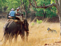 elephant safari © www.jungleresort.in